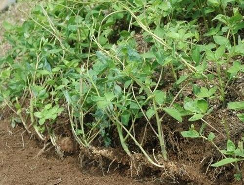 山胡蘿卜 山胡蘿卜