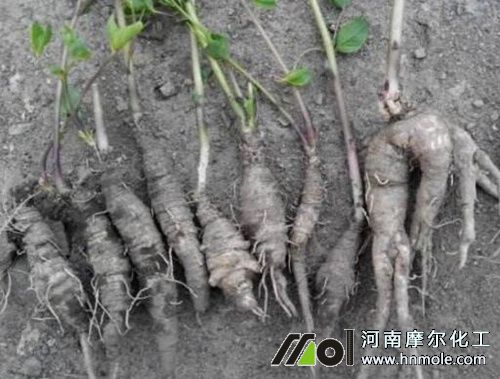 山胡蘿卜根系膨大 山胡蘿卜根系膨大