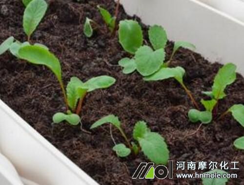 山胡蘿卜出苗 山胡蘿卜出苗