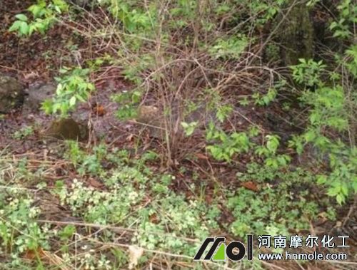 山胡蘿卜定苗 山胡蘿卜定苗