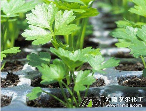 芹菜苗期 芹菜苗期