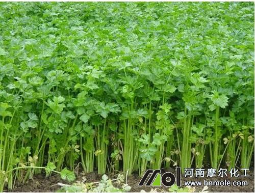 芹菜旺盛生長期 芹菜旺盛生長期
