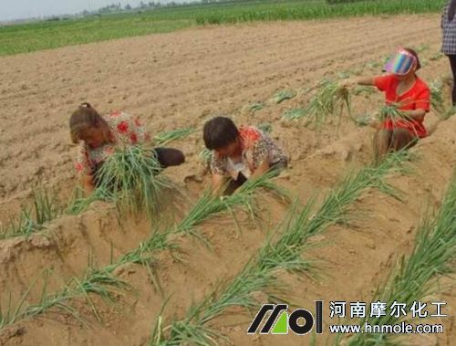 大蔥生長初期追肥 大蔥生長初期追肥