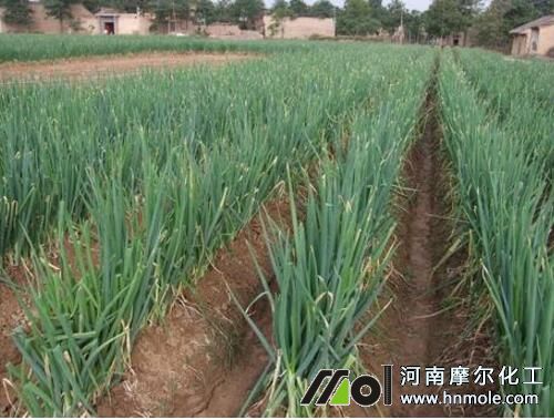 大蔥生育期追肥 大蔥生育期追肥