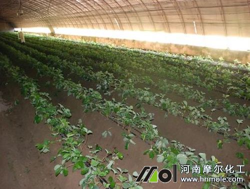 草莓定植后追肥 草莓定植后追肥