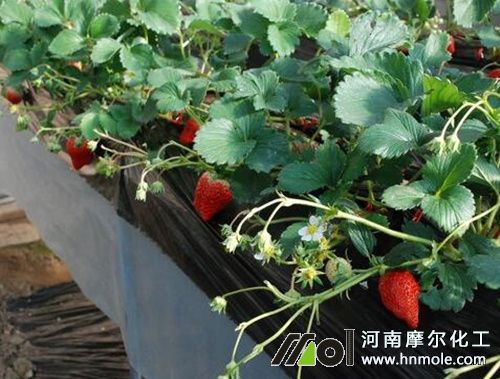草莓追施花芽肥 草莓追施花芽肥