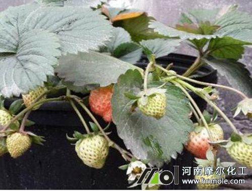 草莓結(jié)果期追施高鉀水溶肥 草莓結(jié)果期追施高鉀水溶肥