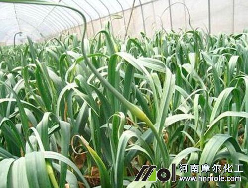 大蒜抽薹期追肥 大蒜抽薹期追肥