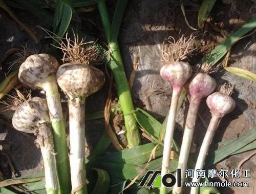 打算壯頭期追肥 打算壯頭期追肥