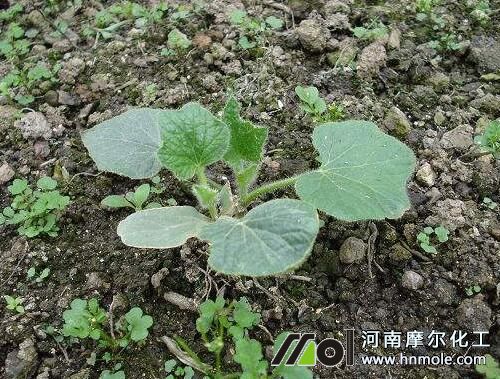 冬瓜苗期不追肥 冬瓜苗期不追肥