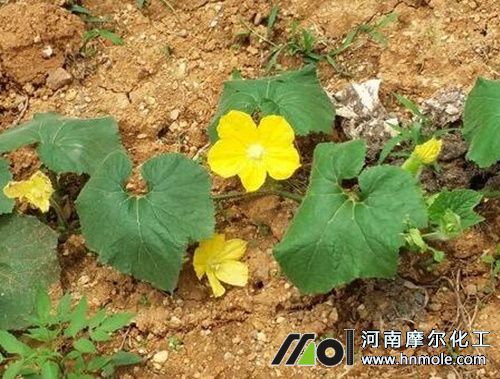 冬瓜開花前后追施水溶肥 冬瓜開花前后追施水溶肥