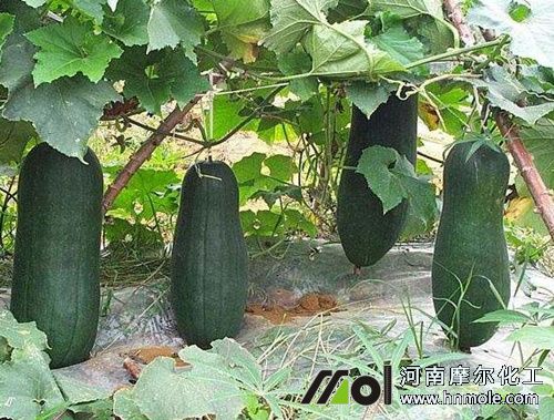 冬瓜結瓜期追施水溶肥 冬瓜結瓜期追施水溶肥