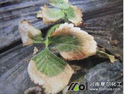 草莓肥害導致僵苗 草莓肥害導致僵苗