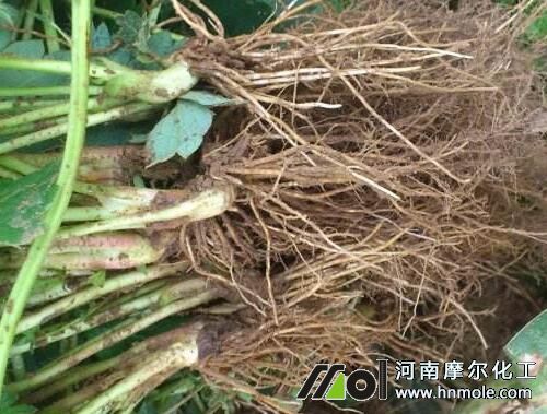 草莓苗干旱導致僵苗 草莓苗干旱導致僵苗