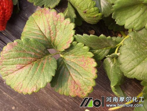 草莓養分短缺造成僵苗 草莓養分短缺造成僵苗