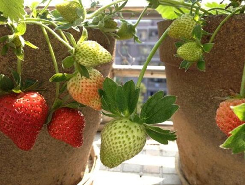 草莓結果追施高鉀水溶肥 草莓結果追施高鉀水溶肥