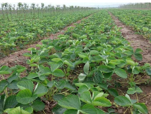 草莓花前苗期 草莓花前苗期