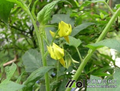 西紅柿開花前后追施高磷肥 西紅柿開花前后追施高磷肥