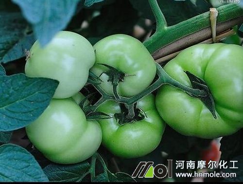 西紅柿結果期追施高鉀肥 西紅柿結果期追施高鉀肥