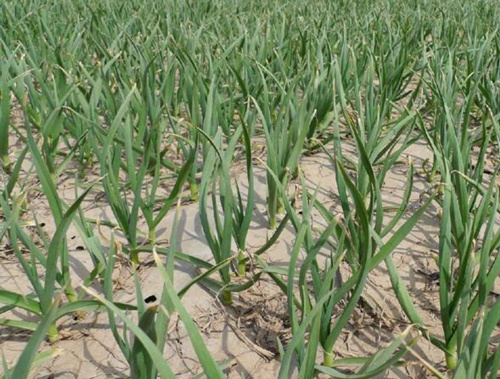 大蒜返青期追肥 大蒜返青期追肥