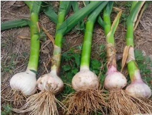 蒜頭生長期追肥 蒜頭生長期追肥