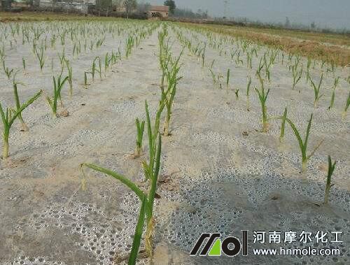 大蒜幼苗期追肥 大蒜幼苗期追肥