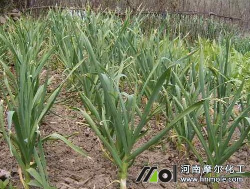 春季大蒜苗期追肥 春季大蒜苗期追肥