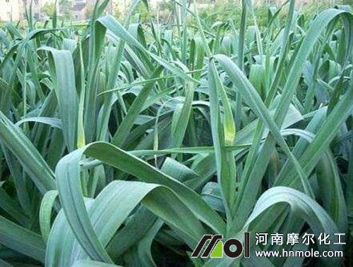 大蒜抽薹期追肥 大蒜抽薹期追肥