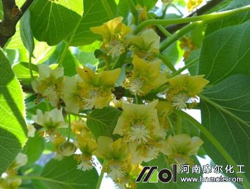 獼猴桃促果肥 獼猴桃促果肥