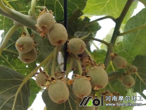 獼猴桃結果追施水溶肥 獼猴桃結果追施水溶肥