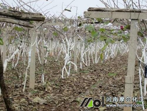 獼猴桃越冬追肥 獼猴桃越冬追肥