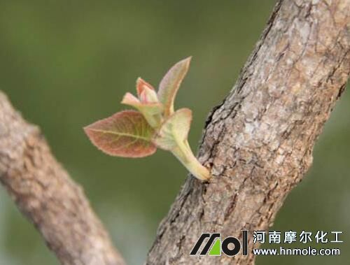 獼猴桃催芽肥 獼猴桃催芽肥