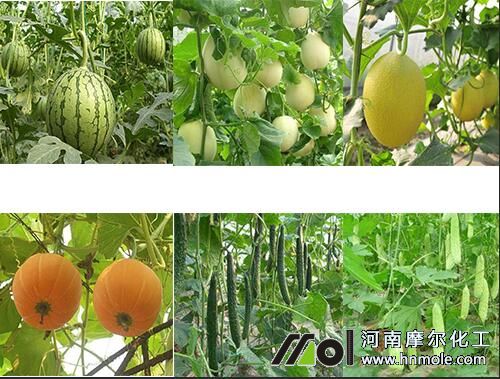 瓜類最需鉀肥 瓜類最需鉀肥