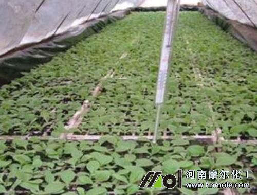 煙草苗床階段不施肥 煙草苗床階段不施肥