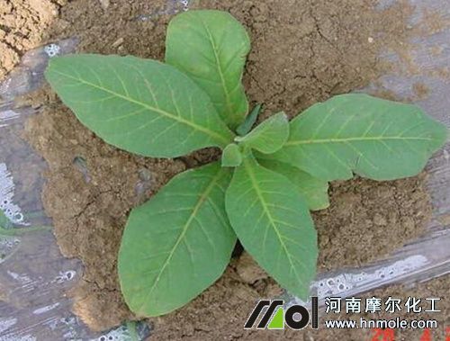 煙草十字期間追施高氮鉀肥 煙草十字期間追施高氮鉀肥