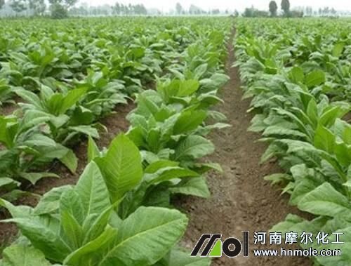 煙草大田階段 煙草大田階段