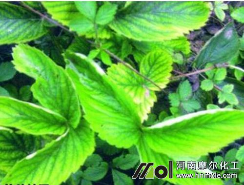 草莓缺鋅 草莓缺鋅