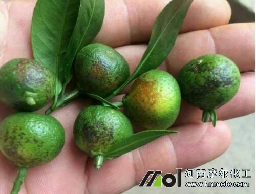 柑橘缺銅表現(xiàn) 柑橘缺銅表現(xiàn)