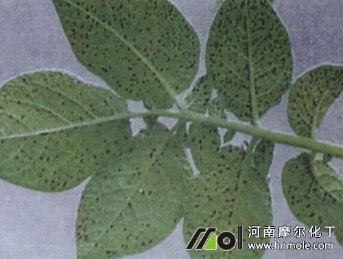 土豆缺錳 土豆缺錳