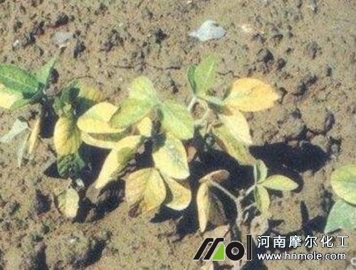 大豆缺鉬表現(xiàn) 大豆缺鉬表現(xiàn)