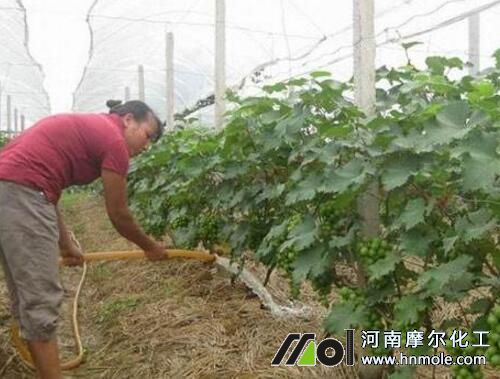 葡萄沖施水溶肥 葡萄沖施水溶肥