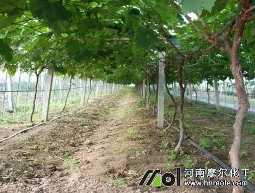 葡萄滴灌水溶肥料 葡萄滴灌水溶肥料