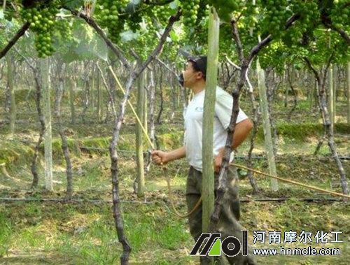 葡萄噴施水溶肥料 葡萄噴施水溶肥料