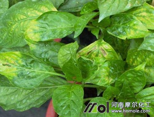 辣椒缺鈣葉子表現癥狀 辣椒缺鈣葉子表現癥狀