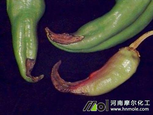 辣椒果實缺鈣癥狀表現 辣椒果實缺鈣癥狀表現