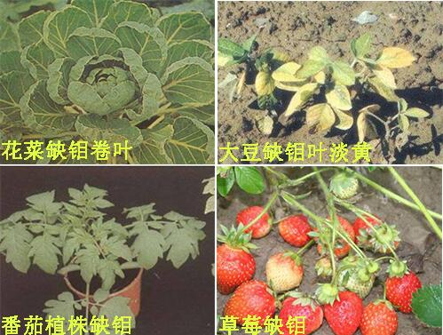 作物缺鉬癥狀表現 作物缺鉬癥狀表現