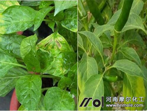 辣椒花期缺鈣表現 辣椒花期缺鈣表現