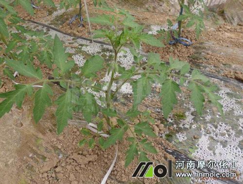 番茄苗期追施水溶肥 番茄苗期追施水溶肥