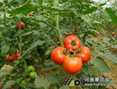 番茄結(jié)果期追施水溶肥 番茄結(jié)果期追施水溶肥
