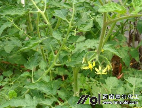 番茄花期追施水溶肥 番茄花期追施水溶肥